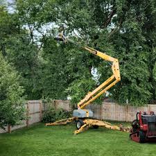 Best Palm Tree Trimming  in Wamego, KS