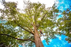 Best Tree Mulching  in Wamego, KS