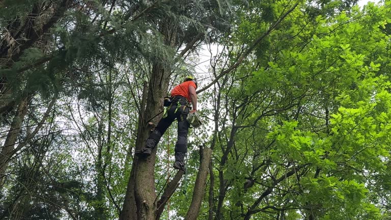 Best Tree and Shrub Care  in Wamego, KS