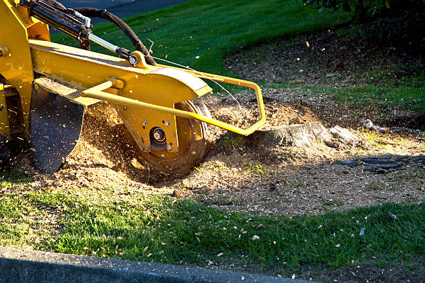 Best Stump Grinding and Removal  in Wamego, KS