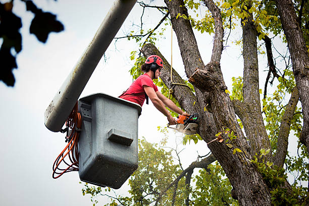 Best Tree Trimming and Pruning  in Wamego, KS