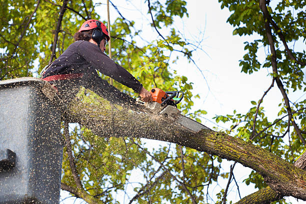 Best Tree Disease Treatment  in Wamego, KS